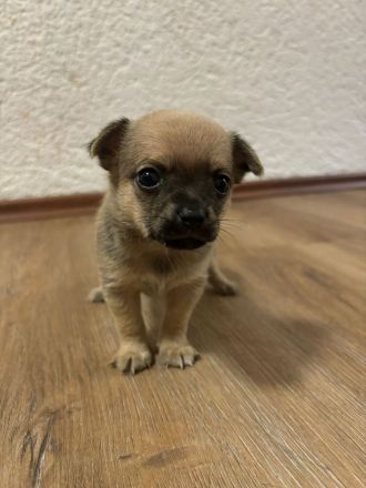 Chihuahua Welpen