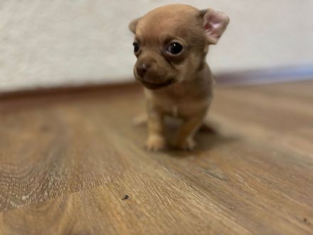 Chihuahua Welpen