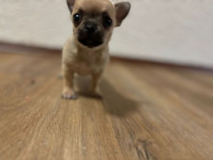 Chihuahua Welpen