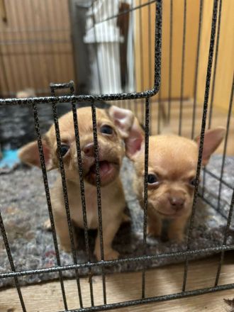 Chihuahua Welpen