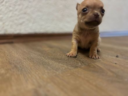 Chihuahua Welpen