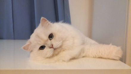 BLH Deckkater silver shell mit Stammbaum