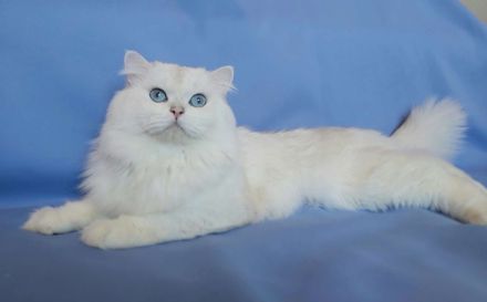 BLH Deckkater silver shell mit Stammbaum