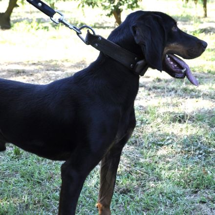 Rüde Günni / kastriert / derzeit in Griechenland