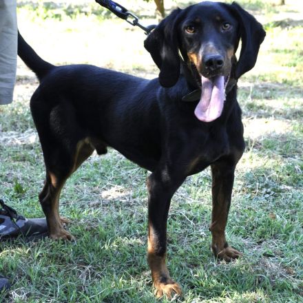 Rüde Günni / kastriert / derzeit in Griechenland