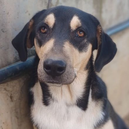 Jungdhund Cosmo / männlich / noch in Griechenland