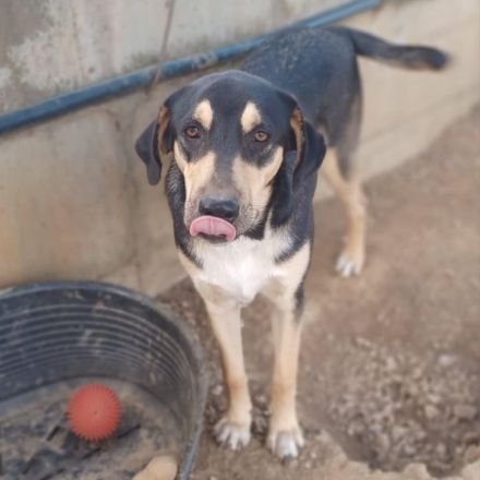 Jungdhund Cosmo / männlich / noch in Griechenland