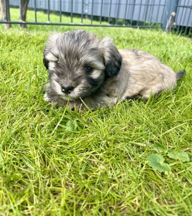 Coton de Tuléar / Havaneser Welpen