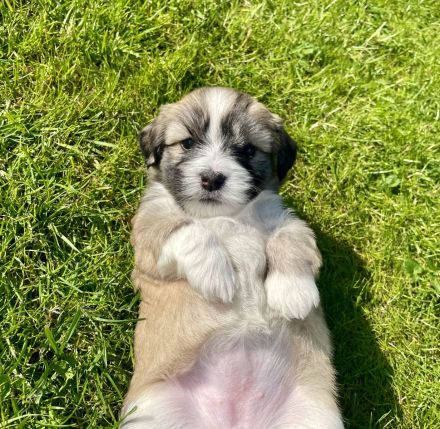 Coton de Tuléar / Havaneser Welpen