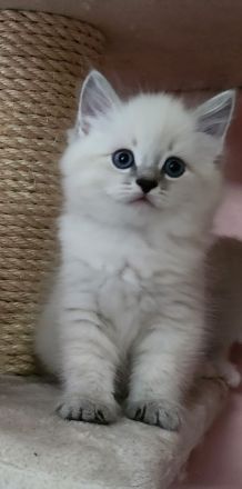 Neva Masquarade Mini Fellnasen