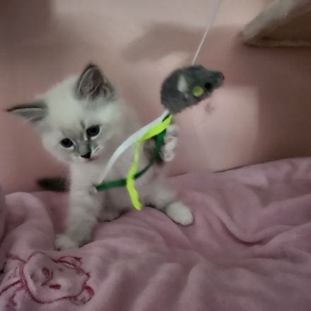 Neva Masquarade Mini Fellnasen