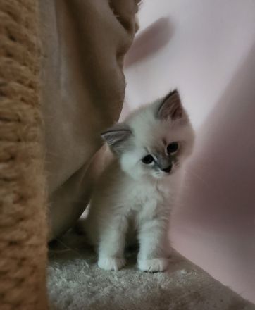 Neva Masquarade Mini Fellnasen