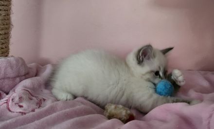 Neva Masquarade Mini Fellnasen