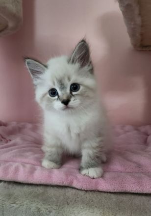 Neva Masquarade Mini Fellnasen