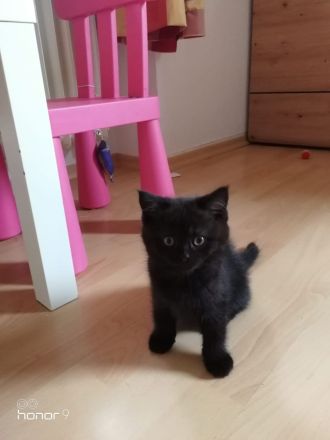 BKH Kitten suchen ein Zuhause