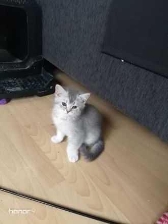 BKH Kitten suchen ein Zuhause