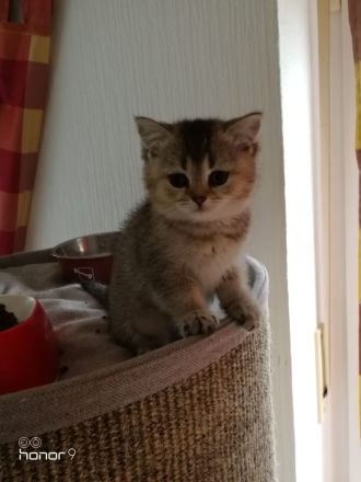 BKH Kitten suchen ein Zuhause