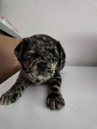 Mopswelpen abgabebereit