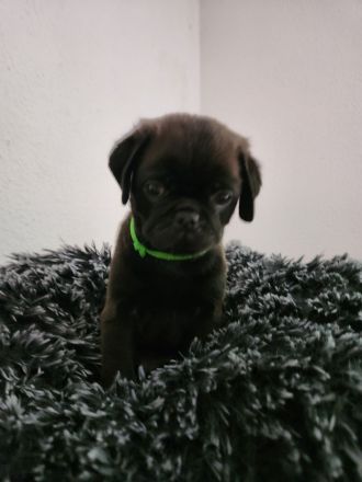 Mopswelpen abgabebereit