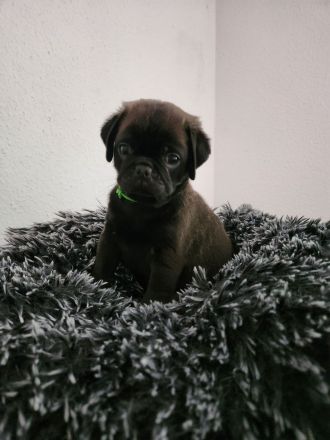 Mopswelpen abgabebereit