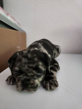 Mopswelpen abgabebereit
