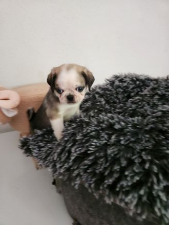 Mopswelpen abgabebereit