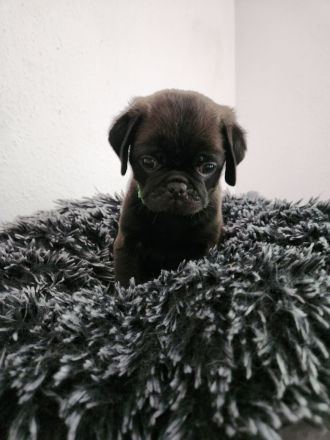 Mopswelpen abgabebereit