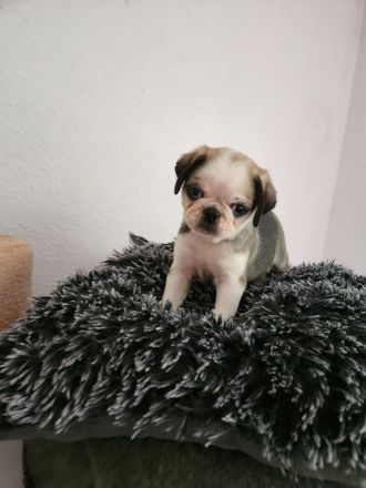 Mopswelpen abgabebereit