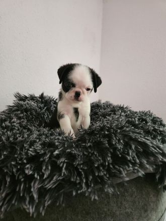 Mopswelpen abgabebereit