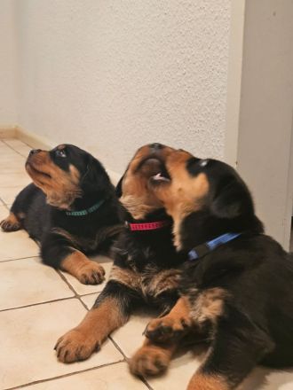 4 Wunderschöne Rottweiler Welpen