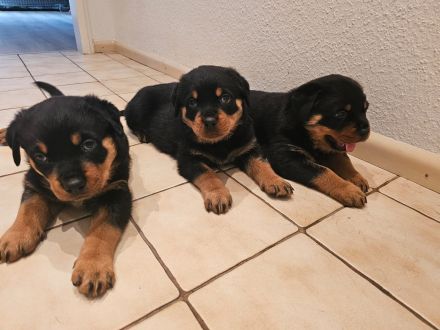4 Wunderschöne Rottweiler Welpen