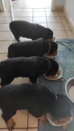 4 Wunderschöne Rottweiler Welpen