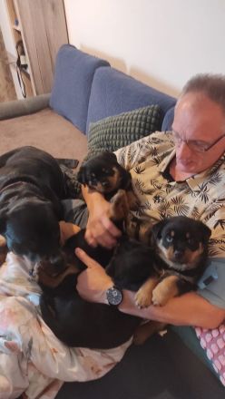 4 Wunderschöne Rottweiler Welpen