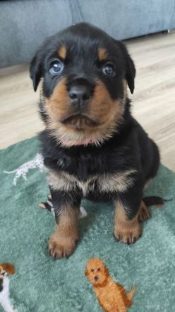 4 Wunderschöne Rottweiler Welpen