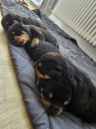 4 Wunderschöne Rottweiler Welpen