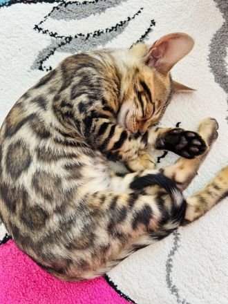 Reinrassige Bengal Kitte