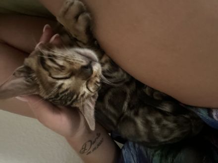 Reinrassige Bengal Kitte