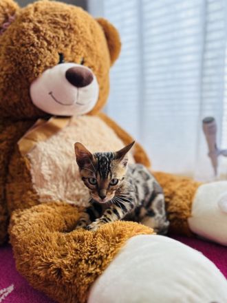 Reinrassige Bengal Kitte