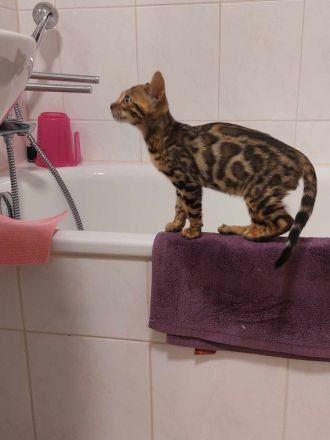 Reinrassige Bengal Kitte