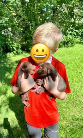 Wunderschöne Aussiedor Welpen aus liebevoller Aufzucht