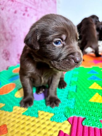 Wunderschöne Aussiedor Welpen aus liebevoller Aufzucht
