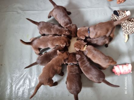 Wunderschöne Aussiedor Welpen aus liebevoller Aufzucht