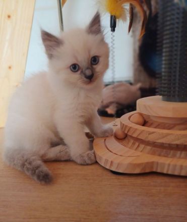 Heilige Birma Kitten