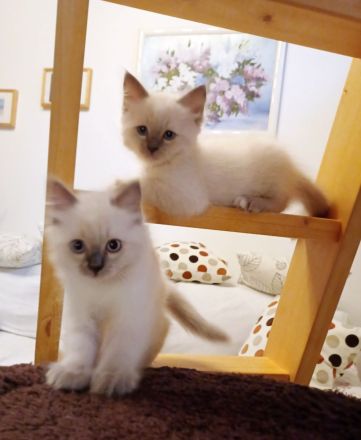 Heilige Birma Kitten