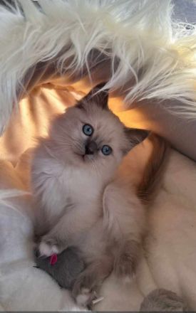 Heilige Birma Kitten