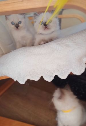 Heilige Birma Kitten