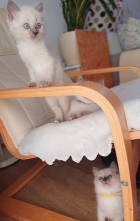 Heilige Birma Kitten