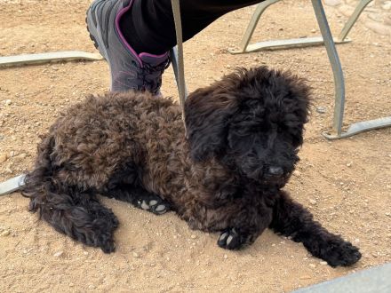 Super erzogene Zwergpudel Welpen suchen ihr Zuhause