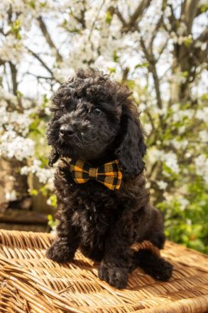 Super erzogene Zwergpudel Welpen suchen ihr Zuhause