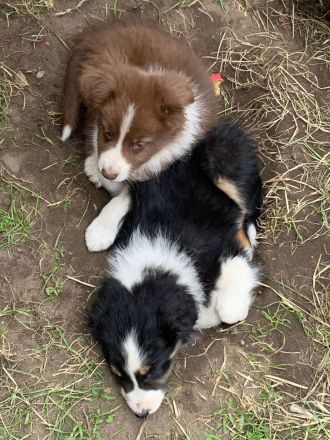 Australian Shepherd welpen